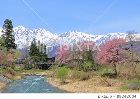 白馬の春 桜咲く大出公園と北アルプス 白馬の春 桜咲く大出公園と北アルプス 89242004