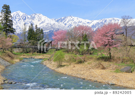 白馬の春 桜咲く大出公園と北アルプス 白馬の春 桜咲く大出公園と北アルプス 89242005