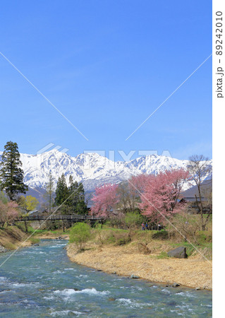 白馬の春　桜咲く大出公園と北アルプス 89242010
