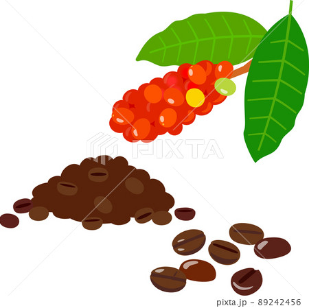 コーヒー豆とコーヒーの実 89242456