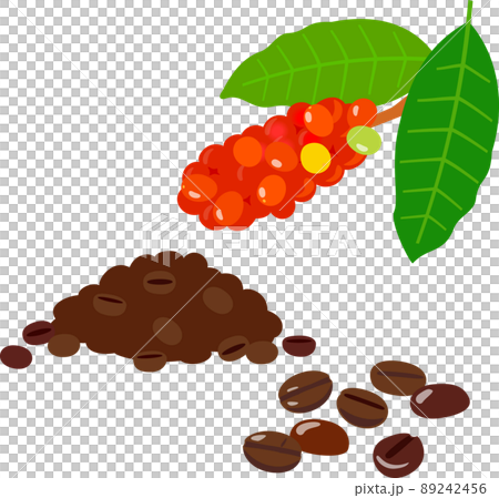 コーヒー豆とコーヒーの実 89242456
