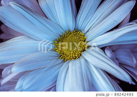 Beautiful white daisy upclose with a golden center Beautiful white daisy upclose with a golden center 89242493