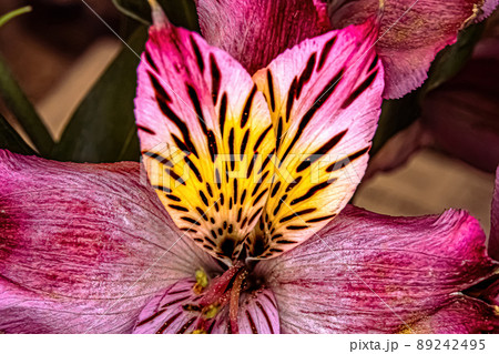 Close up of a Peruvian-lily in spring Close up of a Peruvian-lily in spring 89242495