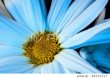Beautiful white daisy upclose with a golden center 89242517