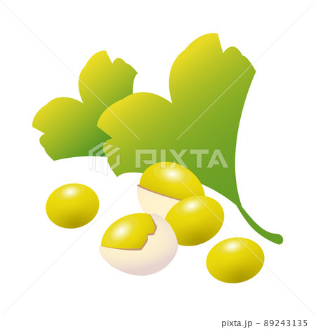 シンプルできれいなイチョウと銀杏の実のイラスト シンプルできれいなイチョウと銀杏の実のイラスト 89243135