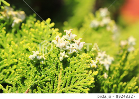 児の手柏（コノテガシワ）の実 89243227