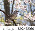 札幌市北大植物園の桜とヒヨドリ 89243560