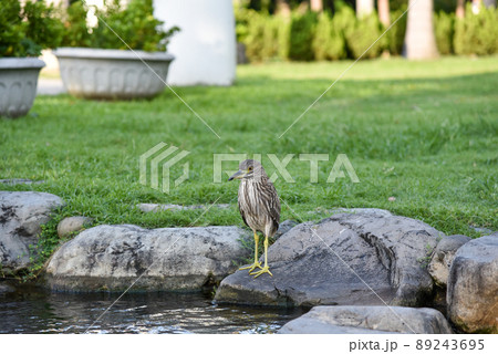 鳥 公園 パーク 89243695