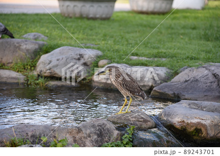 鳥 野鳥 鳥類 89243701