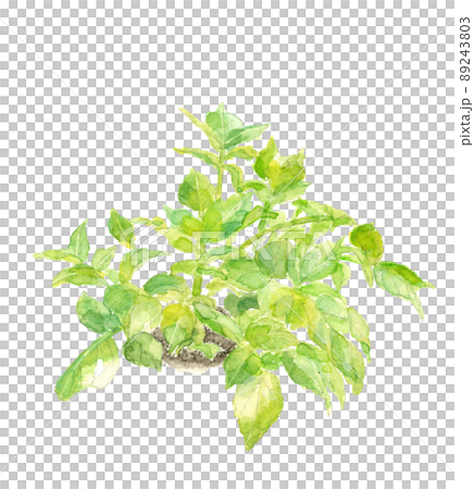 PNG在田間生長的馬鈴薯葉[手繪水彩]白色背景 89243803