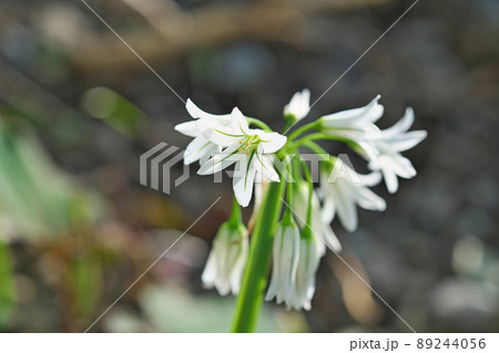 白いアリウムトリケトラムの花（春、四月） 89244056