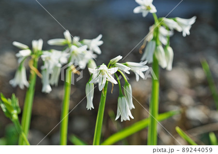 白いアリウムトリケトラムの花（春、四月） 89244059