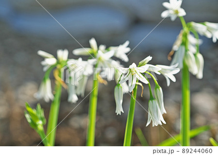 白いアリウムトリケトラムの花（春、四月） 89244060