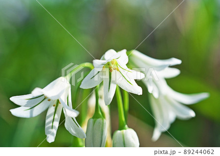 白いアリウムトリケトラムの花(春、四月) 白いアリウムトリケトラムの花(春、四月) 89244062