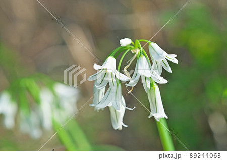 白いアリウムトリケトラムの花(春、四月) 白いアリウムトリケトラムの花(春、四月) 89244063