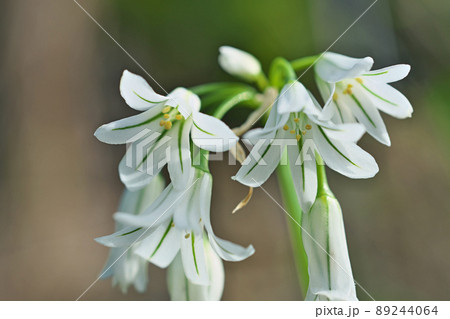白いアリウムトリケトラムの花（春、四月） 89244064