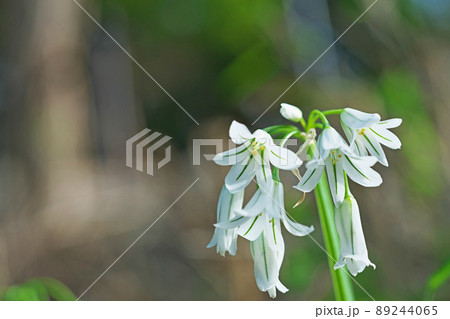 白いアリウムトリケトラムの花(春、四月) 白いアリウムトリケトラムの花(春、四月) 89244065