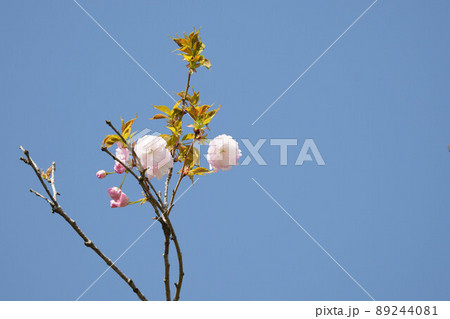 山奥でひっそりと咲く八重桜 山奥でひっそりと咲く八重桜 89244081
