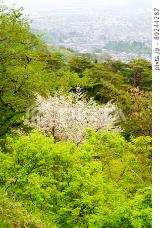 山桜と新緑の奥に町が見える風景 山桜と新緑の奥に町が見える風景 89244287