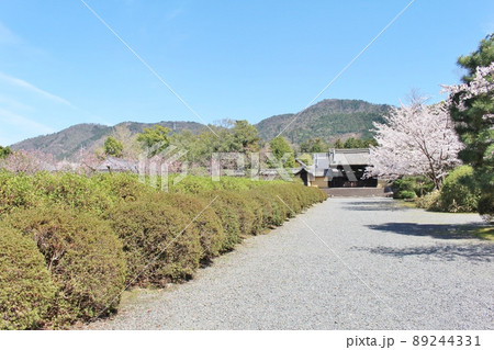 随心院の桜と梅園 89244331