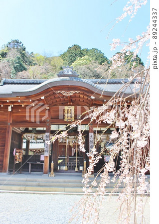 大石神社の満開の桜 89244337