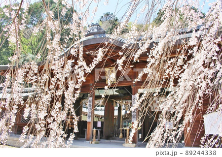 大石神社の満開の桜 大石神社の満開の桜 89244338