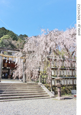 大石神社の満開の桜 大石神社の満開の桜 89244352