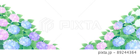 あじさい 紫陽花 白背景のイラスト素材