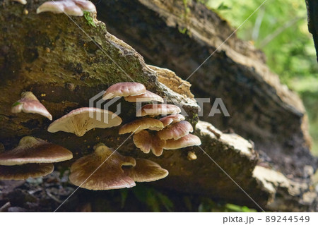森の中の朽ちた木に生えているキノコ 森の中の朽ちた木に生えているキノコ 89244549
