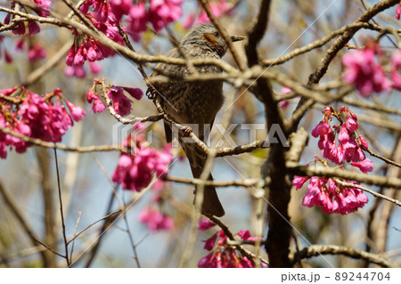 桃の花の蜜を求めて飛来したヒヨドリ 桃の花の蜜を求めて飛来したヒヨドリ 89244704