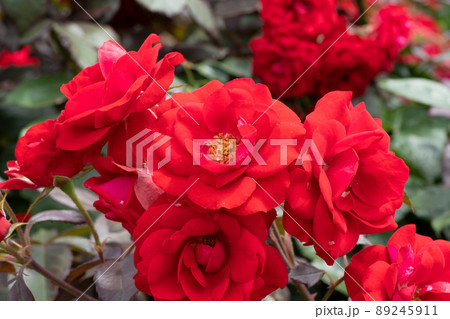 赤いバラの花 赤いバラの花 89245911