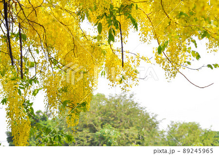 Cassia fistula ,LEGUMINOSAE CAESALPINIOIDEAE or   Pudding Pine or Indian Laburnum or Golden Shower 89245965