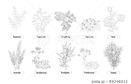 ローズマリー ペパーミント イランイラン ゼラニウム ローズ ラベンダー サンダルウッド 芳香植物のイラスト素材