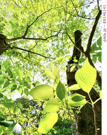 森の中で木漏れ日に輝く新緑の葉 森の中で木漏れ日に輝く新緑の葉 89246141