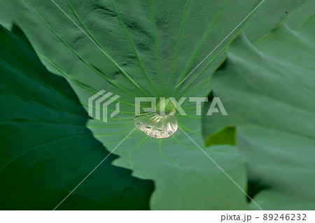 嵐山・小倉池のハスの葉に水がたまる 嵐山・小倉池のハスの葉に水がたまる 89246232