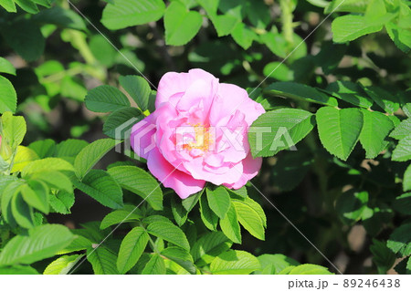 きれいなハマナスの花 89246438