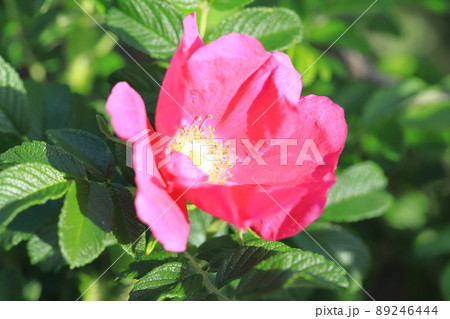 きれいなハマナスの花 89246444