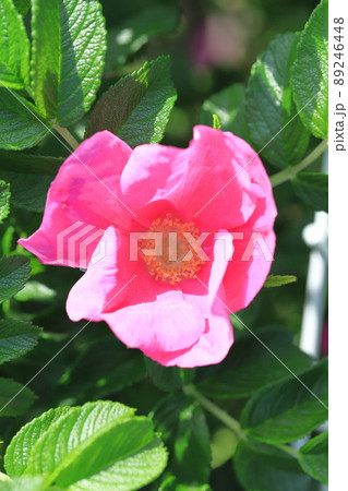 きれいなハマナスの花 きれいなハマナスの花 89246448