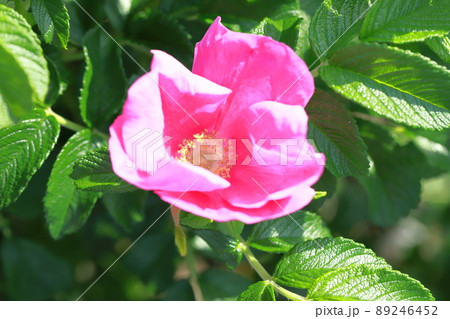 きれいなハマナスの花 きれいなハマナスの花 89246452