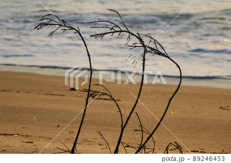 仙台港海岸の砂浜と木（宮城県仙台市） 89246453