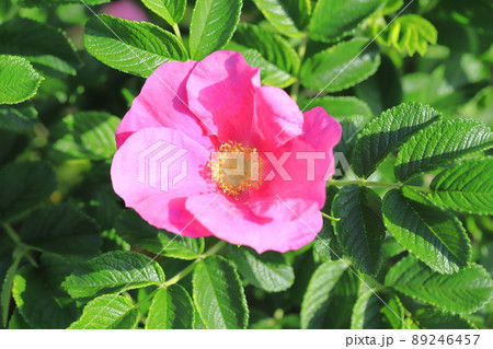 きれいなハマナスの花 きれいなハマナスの花 89246457