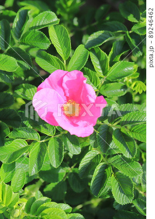 きれいなハマナスの花 89246462