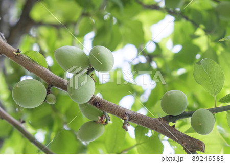 初夏に実を付けてきた小さな梅の実 初夏に実を付けてきた小さな梅の実 89246583