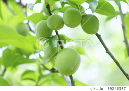 初夏に実を付けてきた小さな梅の実 初夏に実を付けてきた小さな梅の実 89246587