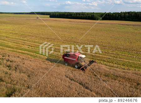 Combine harvester on harvesting oilseed rape in field.  89246676