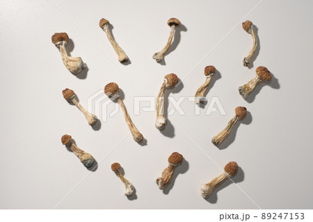 Psilocybe Cubensis mushrooms on white background. 89247153