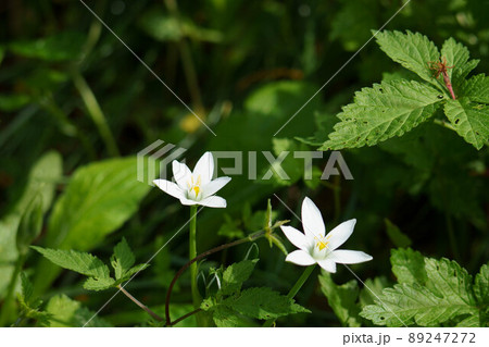 可憐に咲くオオアマナ 89247272