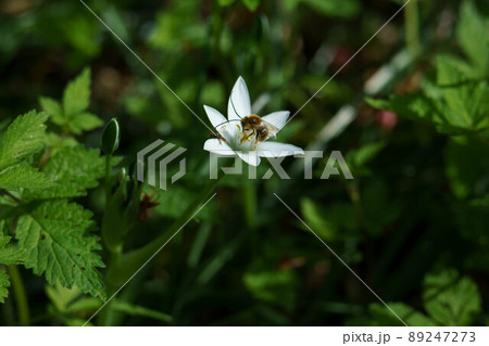 可憐に咲くオオアマナ 可憐に咲くオオアマナ 89247273