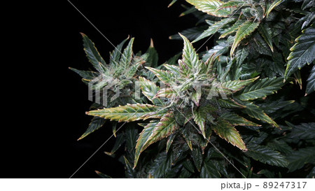Hemp cones with green and yellow leaves, macro view. Ripen marijuana plant on black background. Female cannabis bush Hemp cones with green and yellow leaves, macro view. Ripen marijuana plant on black background. Female cannabis bush 89247317