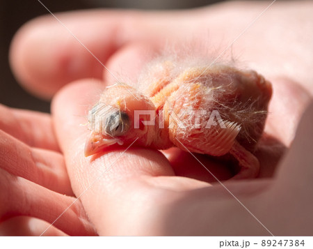 Close-up of newly hatched canary chick on a human palm will be warmed by love and the warmth of the sun. Spring replenishment in the family. Breeding of songbirds at home. 89247384